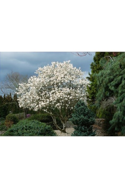 Магнолия звездчатая Роял Стар 